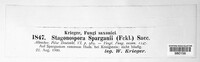 Stagonospora sparganii image